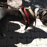 Amerikan Staffordshire Terrier, Köpek  Pablo fotoğrafı