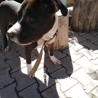 Amerikan Staffordshire Terrier, Köpek  Pablo fotoğrafı