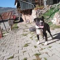 Amerikan Staffordshire Terrier, Köpek  Pablo fotoğrafı