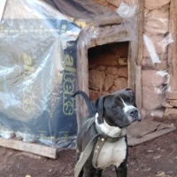 Amerikan Staffordshire Terrier, Köpek  Pablo fotoğrafı