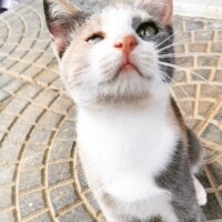 Tekir Kedi, Kedi  CESUR fotoğrafı