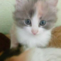 Tekir Kedi, Kedi  pamuk fotoğrafı