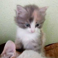 Tekir Kedi, Kedi  pamuk fotoğrafı