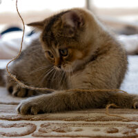 British Shorthair, Kedi  Karamel fotoğrafı