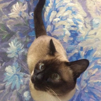 Siyam Kedisi, Kedi  Hagi fotoğrafı