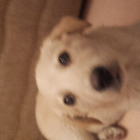 Golden Retriever, Köpek  adı yok  fotoğrafı