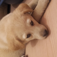 Golden Retriever, Köpek  adı yok  fotoğrafı