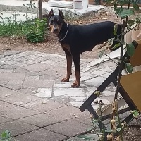 Doberman Pinscher, Köpek  Şila fotoğrafı