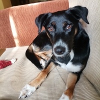 Sokö (Sokak Köpeği), Köpek  LİKÖR fotoğrafı
