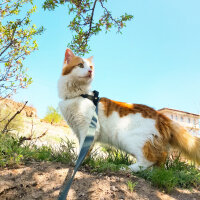 Norwegian Forest, Kedi  Mırıl fotoğrafı