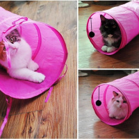 Tekir Kedi, Kedi  minnak fotoğrafı