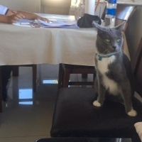 British Shorthair, Kedi  Duman fotoğrafı