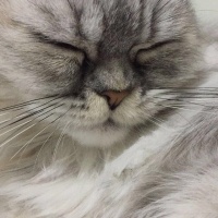 Chinchilla, Kedi  Salep fotoğrafı