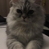 Chinchilla, Kedi  Salep fotoğrafı