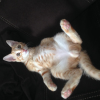Tekir Kedi, Kedi  Paşa fotoğrafı