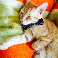 Tekir Kedi, Kedi  Paşa fotoğrafı