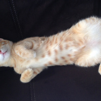Tekir Kedi, Kedi  Paşa fotoğrafı