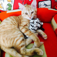 Tekir Kedi, Kedi  Paşa fotoğrafı