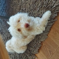 Maltese, Köpek  Pablo fotoğrafı