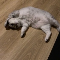 Chinchilla, Kedi  Pamuk fotoğrafı