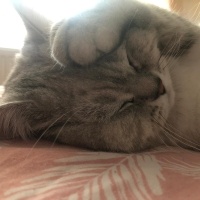 Chinchilla, Kedi  Pamuk fotoğrafı