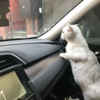 Chinchilla, Kedi  Pamuk fotoğrafı
