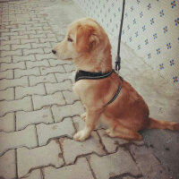 Golden Retriever, Köpek  Tony  fotoğrafı