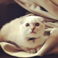 Scottish Fold, Kedi  İz fotoğrafı