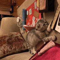 Scottish Fold, Kedi  Misisipi fotoğrafı