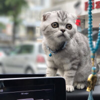 Scottish Fold, Kedi  Misisipi fotoğrafı