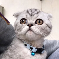 Scottish Fold, Kedi  Misisipi fotoğrafı