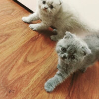 Scottish Fold, Kedi  Misisipi fotoğrafı