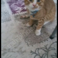 Tekir Kedi, Kedi  Mecnun fotoğrafı