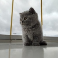 British Shorthair, Kedi  Sufle fotoğrafı