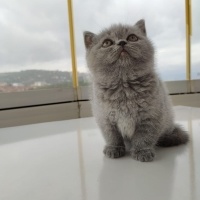 British Shorthair, Kedi  Sufle fotoğrafı
