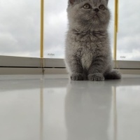 British Shorthair, Kedi  Sufle fotoğrafı