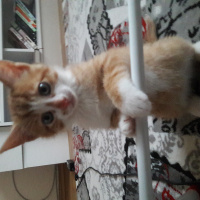 Tekir Kedi, Kedi  mavili fotoğrafı
