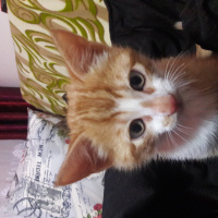Tekir Kedi, Kedi  mavili fotoğrafı