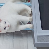 Ankara Kedisi, Kedi  boncuk fotoğrafı