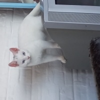 Ankara Kedisi, Kedi  boncuk fotoğrafı