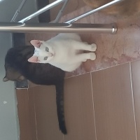 Ankara Kedisi, Kedi  boncuk fotoğrafı