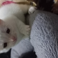 Ankara Kedisi, Kedi  boncuk fotoğrafı