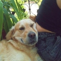 Golden Retriever, Köpek  İncir fotoğrafı