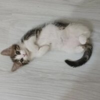 Tekir Kedi, Kedi  Fıstık fotoğrafı