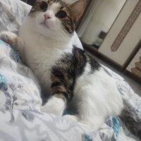 Tekir Kedi, Kedi  Fıstık fotoğrafı