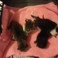 Tekir Kedi, Kedi  4 Tane Annelerinden Ayrı 5 günlük yavru fotoğrafı