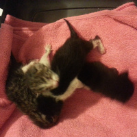 Tekir Kedi, Kedi  4 Tane Annelerinden Ayrı 5 günlük yavru fotoğrafı