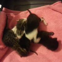 Tekir Kedi, Kedi  4 Tane Annelerinden Ayrı 5 günlük yavru fotoğrafı