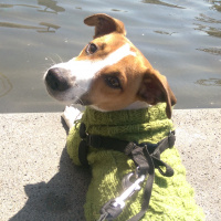 Jack Russell Terrier, Köpek  Mailo fotoğrafı