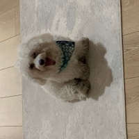 Maltese, Köpek  Leia fotoğrafı